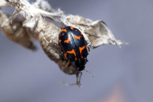 Réf. 318 348 : Chrysomela lapponica